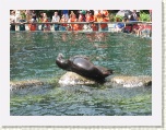 Sea Lion Central Park Zoo New York 2 * 2592 x 1944 * (1.99MB)